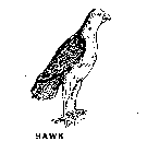 HAWK