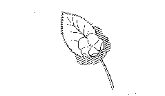 Image Trademark