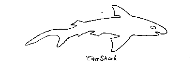 TIGER SHARK