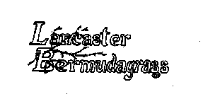 LANCASTER BERMUDAGRASS