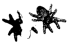 Image Trademark