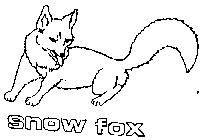 SNOW FOX