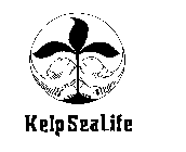 KELP SEA LIFE