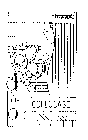 BIORAPID CELLULASE