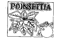 POINSETTIA