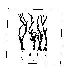 FOUR VINES