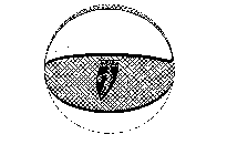WNBA