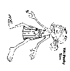 TIKI PEEKYTOM