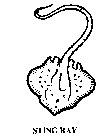 STING RAY