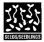 SEEDS/SEEDLINGS