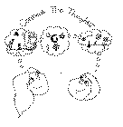 CONNECT THE THOUGHTS