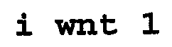I WNT 1