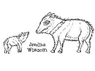 JAVELINA WISDOM