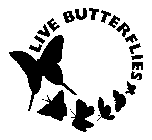 LIVE BUTTERFLIES