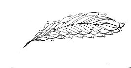 Image Trademark