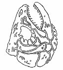 Image Trademark