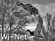 MALLARD WI-NET