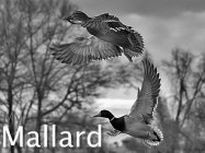 MY MALLARD