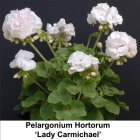 PELARGONIUM HORTORUM 'LADY CARMICHAEL'