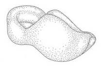 Image Trademark