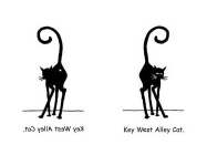 KEY WEST ALLEY CAT.
