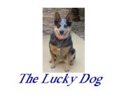 THE LUCKY DOG
