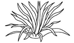 Image Trademark
