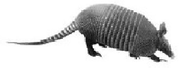 Image Trademark