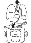 TRACHEA LUNG HEART ESOPHAGUS LUNG LIVER STOMACH SPLEEN GALL BLADDER PANCREAS LARGE INTESTINE KIDNEY SMALL INTESTINE KIDNEY