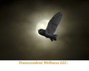 TRANSCENDENT WELLNESS LLC.