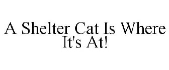 A SHELTER CAT IS WHERE IT'S AT!