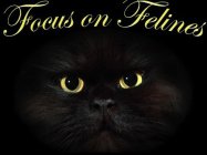 FOCUS ON FELINES