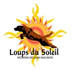 LOUPS DU SOLEIL WORKING BELGIAN MALINOIS