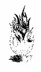 IM
