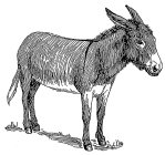 Image Trademark