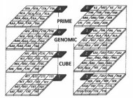 PRIME GENOMIC CUBE AAA, GAA CAA TAA AGA GGA CGA TGA ACA GCA CCA TCA ATA GTA CTA TTA AAG GAG CAG TAG AGG GGG CGG TGG ACG GCG CCG TCG ATG GTG CTG TTG AAC GAC CAC TAC AGC GGC CGC TGC ACC GCC CCC TCC ATC 