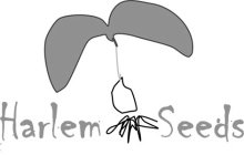 HARLEM SEEDS