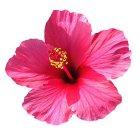 Image Trademark