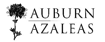 AUBURN AZALEAS