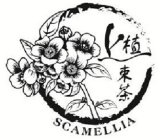 SCAMELLIA