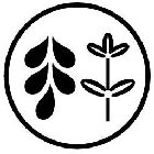 Image Trademark