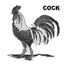 COCK