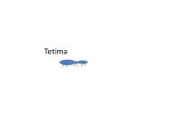 TETIMA