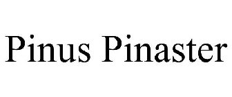 PINUS PINASTER