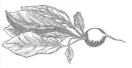Image Trademark