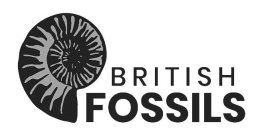 BRITISH FOSSILS