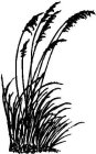 SEA OATS DESIGNS