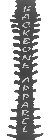 BACKBONE APPAREL