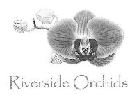 RIVERSIDE ORCHIDS