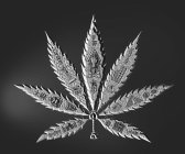 CANNABIS LEAF